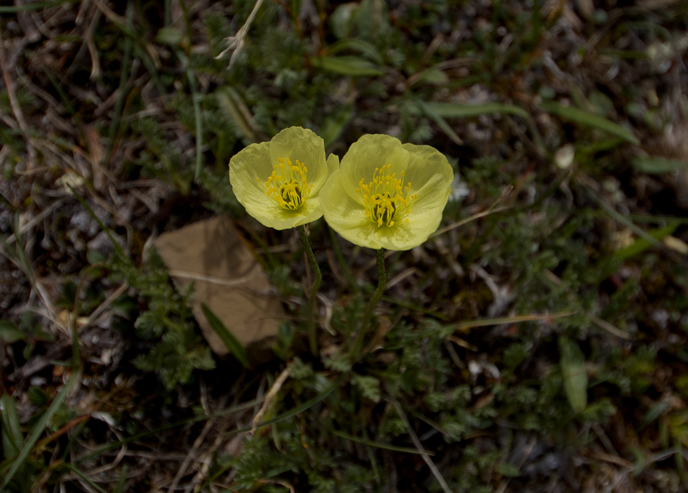 Willmore Wilderness Park, Rocky Mountains, Alberta, Canada